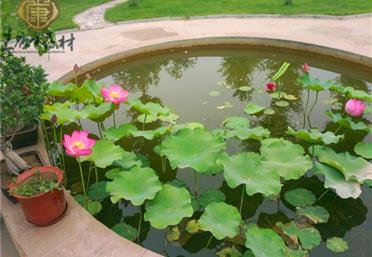 康氏廠區(qū)"聚財池"風(fēng)光