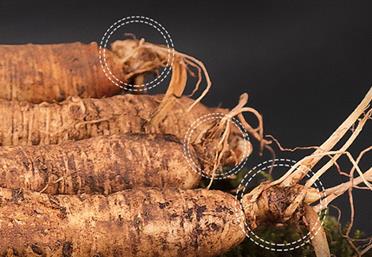 人參穿“新衣”，舊貌變新顏 - 代用茶代工