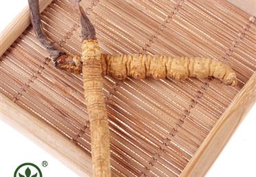 人間補(bǔ)品”冬蟲(chóng)夏草這么泡水喝，方便又滋補(bǔ) - 參茸飲片