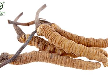 冬蟲夏草怎么吃，才會物超所值 - 中老年養(yǎng)生禮品