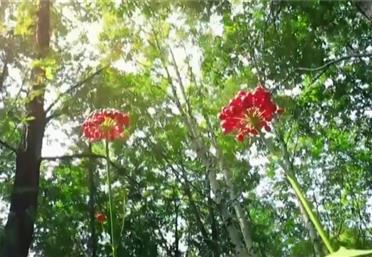 好產(chǎn)品源于好地方，帶你走進林下參的故鄉(xiāng)——長白山＿人參代加工＿人參價格＿人參加工＿人參果代加工