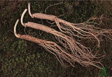 人參采收時，天時、地利、人和缺一不可＿人參代加工＿人參加工＿人參果代加工