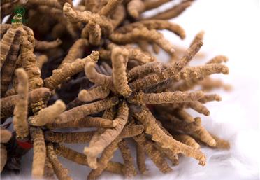 冬蟲夏草八個(gè)民間常用偏方了解下，這么吃真給力，衛(wèi)康旗下康氏中藥飲片冬蟲夏草代工、定制、OEM