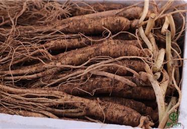 畏寒怕冷吃人參呀，辨別鮮人參和生曬參的區(qū)別，衛(wèi)康旗下康氏中藥飲片代工、定制、OEM