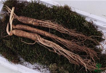 冬季進補，“參參”不息！人參的歷史遠比你想象的更久遠，康氏中藥飲片代工、定制、OEM