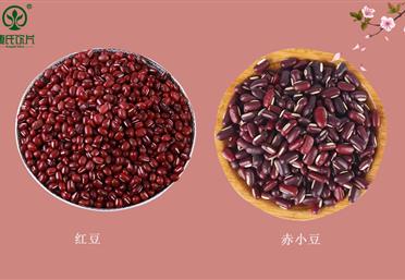 春夏食豆，勝過吃肉！赤小豆和紅豆真的不一樣，康氏中藥飲片代工定制OEM