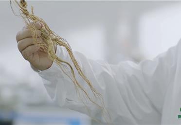 寶藏干貨，帶你見(jiàn)識(shí)林下山參的特點(diǎn)有哪些-康氏中藥飲片代工定制OEM-參茸禮品定制