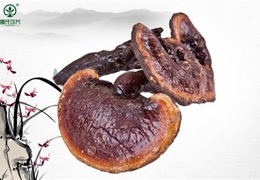 野生靈芝和種植靈芝的三大區(qū)別-康氏中藥飲片代工定制OEM-代用茶代工定制OEM