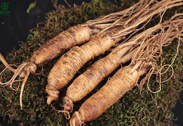 家庭自制人參水，不僅可以喝，還能護(hù)膚、養(yǎng)發(fā)-康氏中藥飲片代工定制OEM