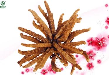 避坑偽蟲草！教你7招鑒別冬蟲夏草和亞香棒蟲草-康氏中藥飲片代工定制OEM