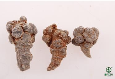 三七干度很重要！教你辨別三七干度的3個小妙招-康氏中藥飲片代工定制OEM